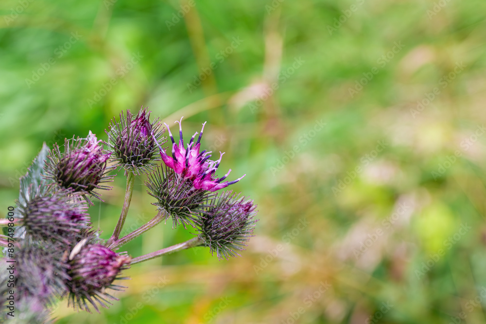 Burdock Flower in Natural Blurry Background Burdock Flower in Natural Blurry Background