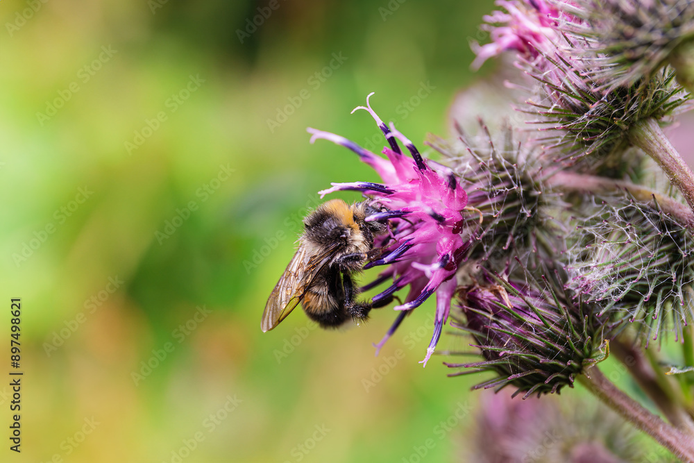 Bee Pollinating Purple Burdock Flower Bee Pollinating Purple Burdock Flower
