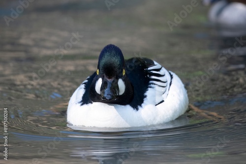 The Common Goldeneye or simply Goldeneye (Bucephala clangula). photo