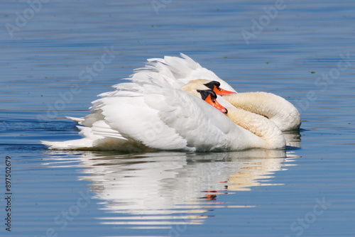 CISNE COMUN CYGNUS OLOR photo