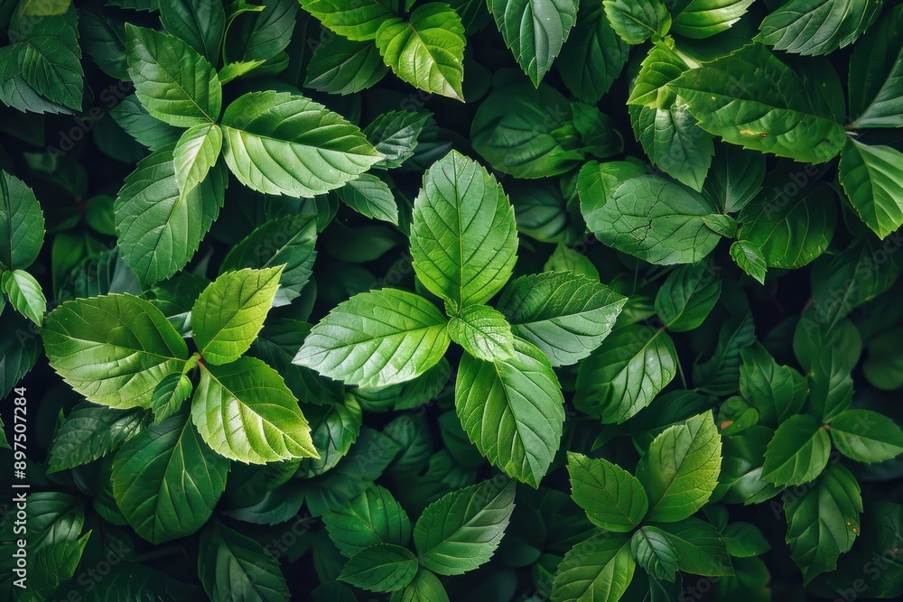 Vibrant Green Foliage Texture - Top View of Fresh Leaves, Lush Greenery Wallpaper. Ideal for Nature Themes Vibrant Green Foliage Texture - Top View of Fresh Leaves, Lush Greenery Wallpaper. Ideal for Nature Themes