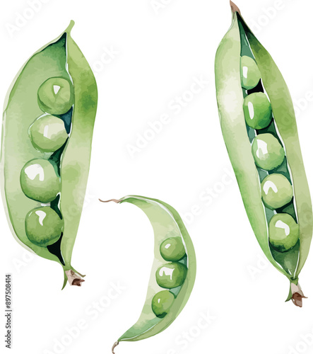 Vector Watercolor pea pod, clipart, peas. Illustrations for creative cooking, invitation, greeting cards, birthday, event, holiday, menu; cooking class; Master Class