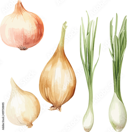 Vector Watercolor vegetables, clipart, carrot, spring onions, leek, shallot, potatto. Illustrations for creative cooking, invitation, greeting cards, birthday, event, holiday, menu; cooking class; Mas