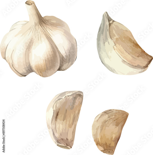 Vector Watercolor vegetables, clipart, watercolor garlic, whole garlic, half of garlic. Illustrations for creative cooking, invitation, greeting cards, birthday, event, holiday, menu; cooking class; M