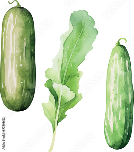 Vector Watercolor vegetables, clipart, 

cucumber, lettuce. Illustrations for creative cooking, invitation, greeting cards, birthday, event, holiday, menu; cooking class; Master Class