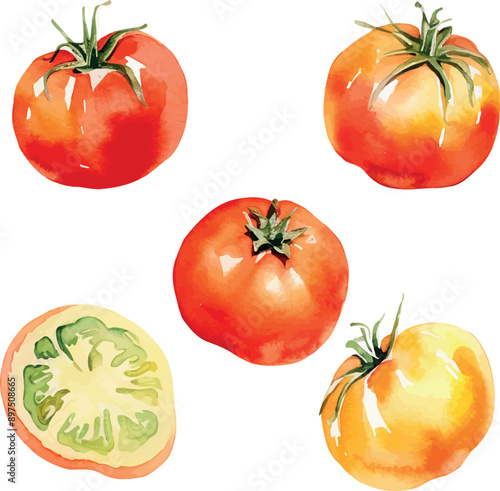 Vector Watercolor vegetables, clipart, 

tomato, tomato slice. Illustrations for creative cooking, invitation, greeting cards, birthday, event, holiday, menu; cooking class; Master Class