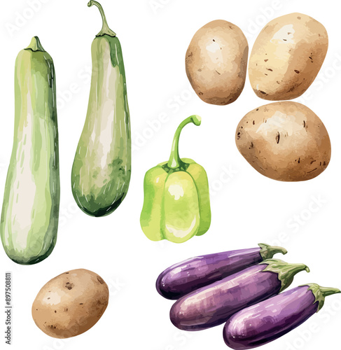Vector Watercolor vegetables, clipart, cucumber, eggplant, potatto, pepper bell. Illustrations for creative cooking, invitation, greeting cards, birthday, event, holiday, menu; cooking class; Master C