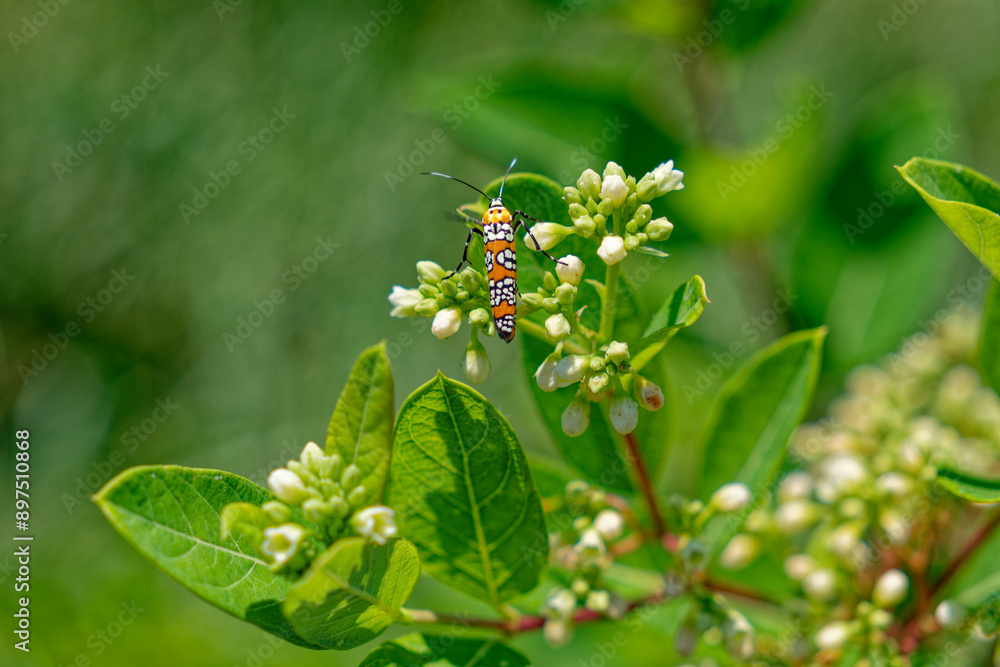 Webworm moth on a milkweed Webworm moth on a milkweed