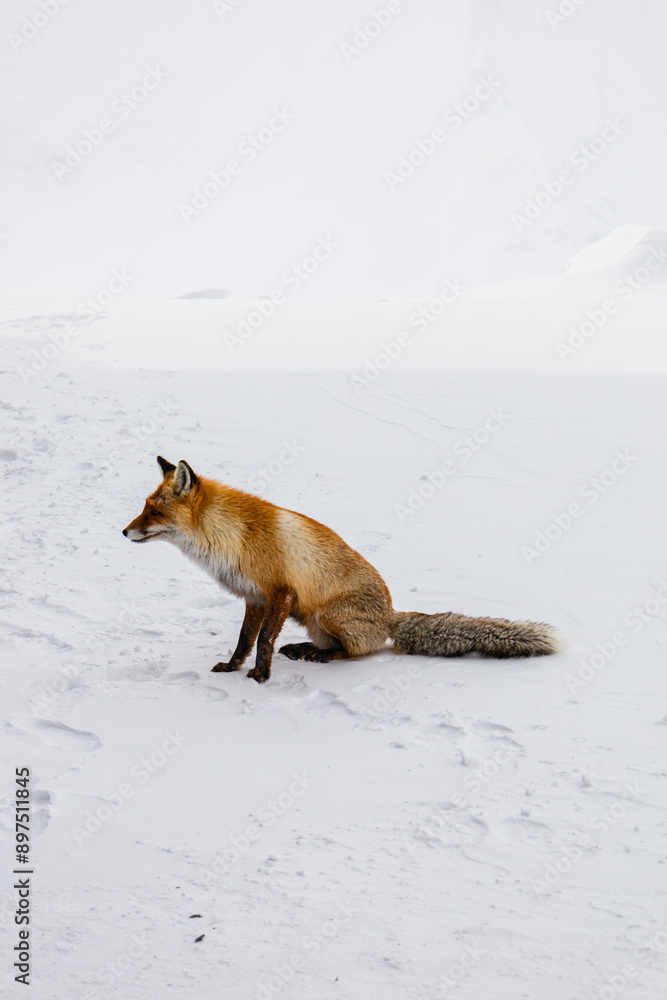A red fox at snow on winter day in the mountains in the Elbrus region
