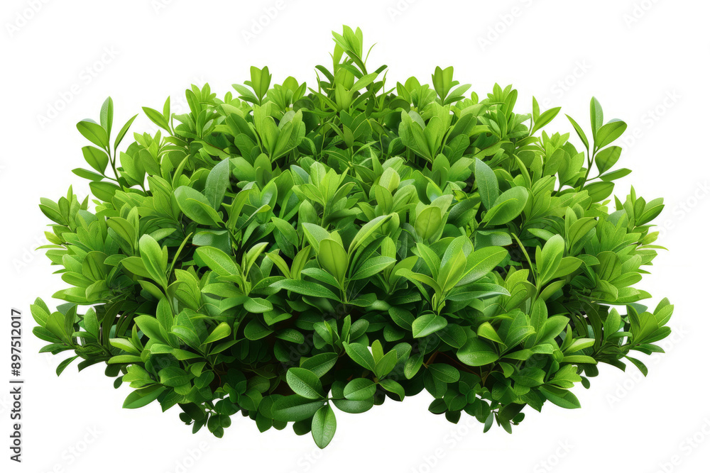 Obraz premium A lush full bush with a vibrant green hue, showcasing its intricate branching patterns on a white backdrop.