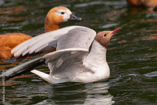 black-headed gull, (Chroicocephalus ridibundus, adult with summer plumage, with open wings in a lake with a duck in the background