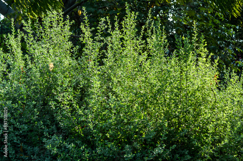 Leucophyllum frutescens, also known as Texas sage or cenizo, showcasing its dense green foliage and hardy nature in a garden setting photo