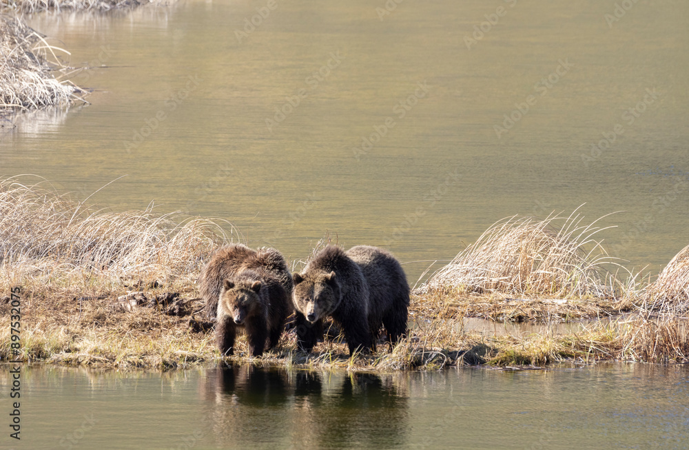 Grizzly Bear Sow and Cubs in Yellowstone National Park Wyoming Grizzly Bear Sow and Cubs in Yellowstone National Park Wyoming