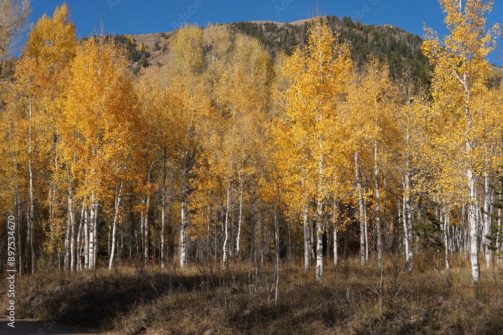 Fototapeta premium Autumn leaves in the mountains