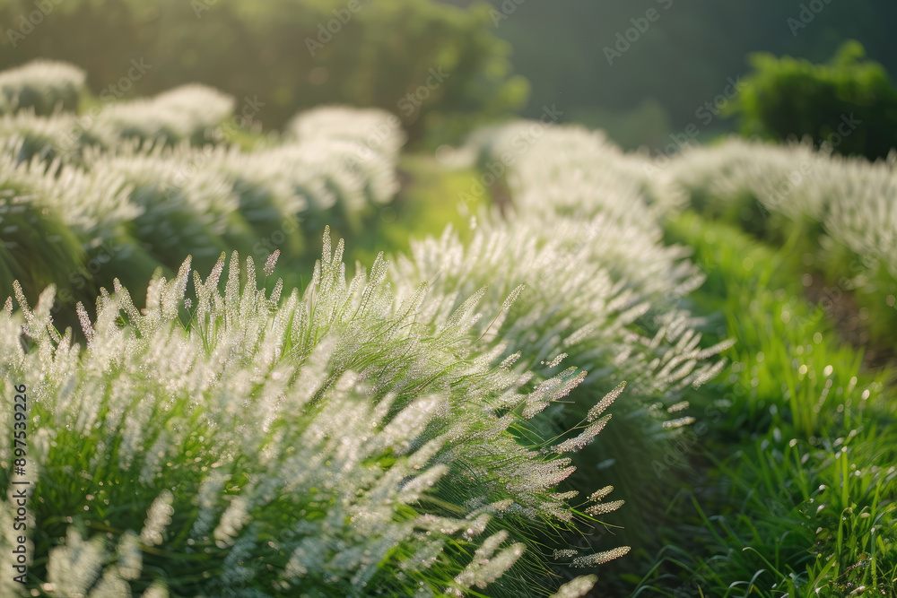 Eyelash plants swaying gracefully in the wind creating a tranquil scene