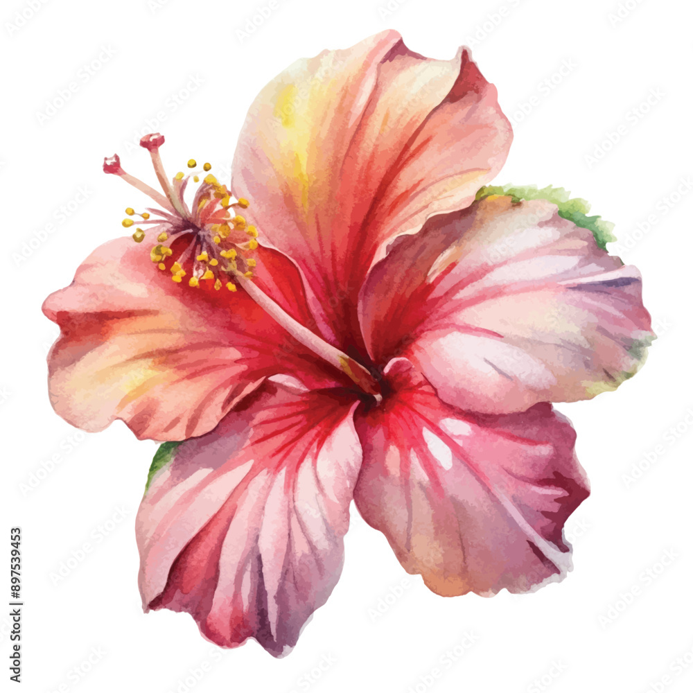 Watercolor Hibiscus Bloom Watercolor Hibiscus Bloom