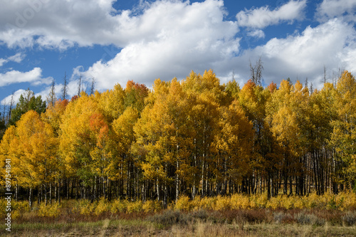 Autumn aspen trees against blue sky with puffy clouds
