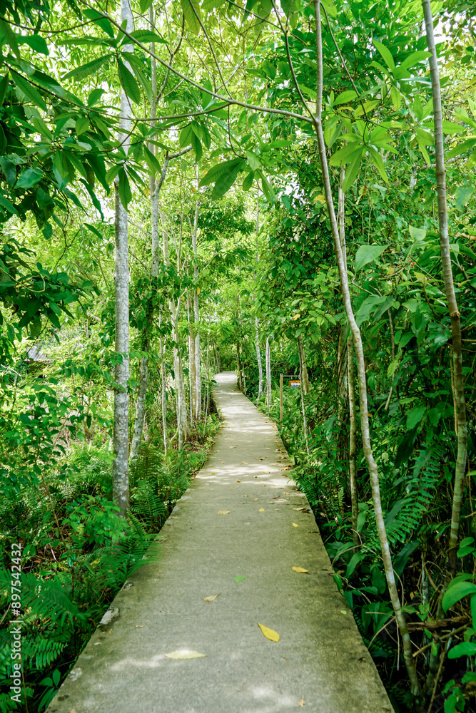Naklejka premium Jungle landscape. Wooden bridge at misty tropical rain forest. Travel background at Thailand. Tropical jungles of Southeast Asia.