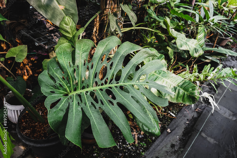 Fototapeta premium Close up of Tropical Monstera Variegated houseplant with beautiful white sprinkled varigated leaves. Gorgeous Monstera, its delicately variegated leaves glowing softly in the natural light.