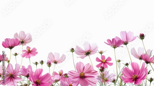 Stock image of pink cosmos flowers on white with a spring theme or floral background. © DZMITRY