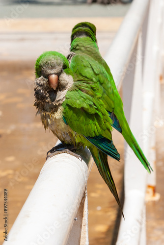 Green parrots