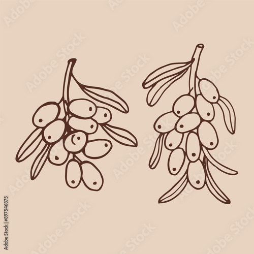 Set sea buckthorn hand drawn vector illustration. Branch with berries, and leaves.