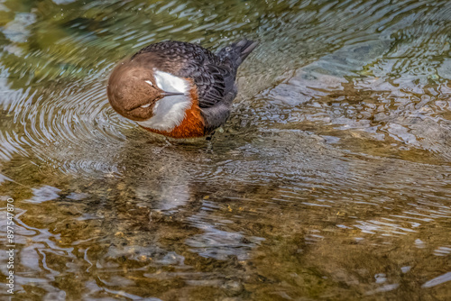 cincle plongeur photo