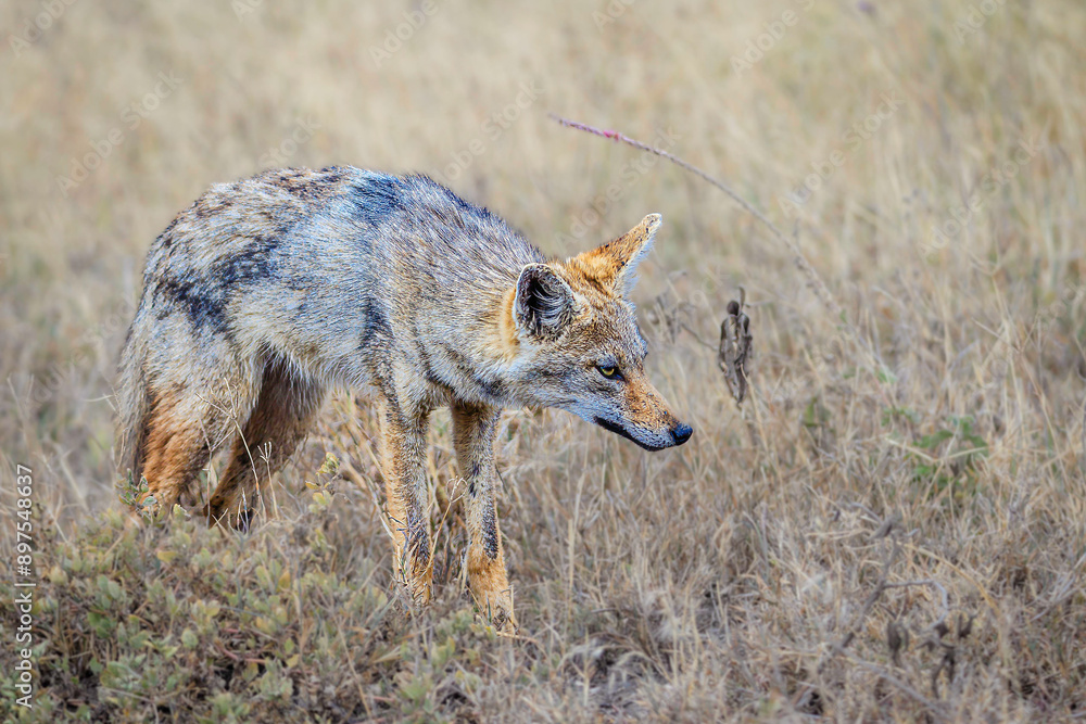 Obraz premium Jackel