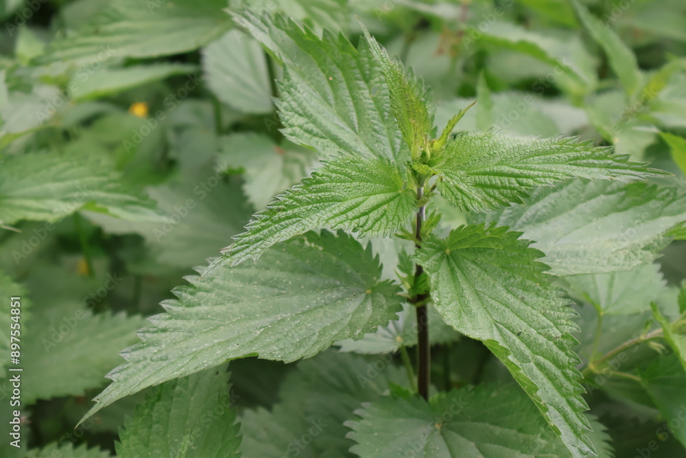 Close-up photo of green nettle bushes for background Close-up photo of green nettle bushes for background