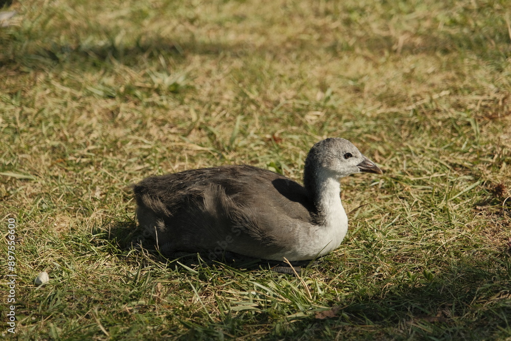 Eurasian Coot young in the south of France Eurasian Coot young in the south of France