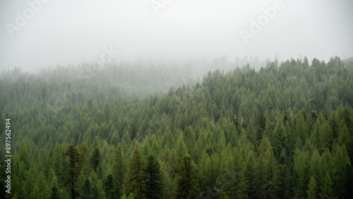 Fog-Enveloped Spruce Trees: A Serene Alpine Forest Scene