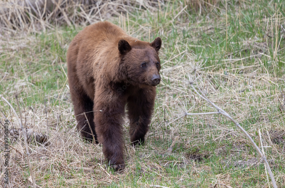 Fototapeta premium Black Bear in Yellowstone National Park Wyoming in Springtime