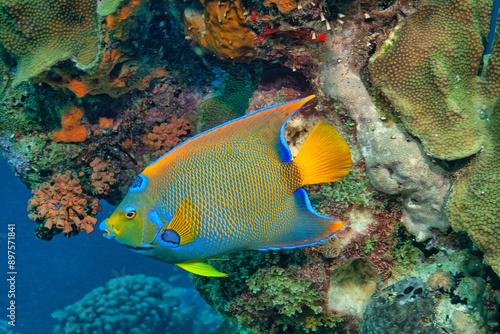 queen angelfish ,Holacanthus ciliaris, photo