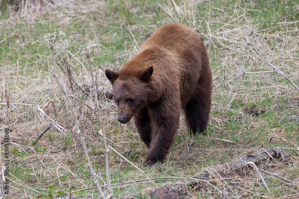 Black Bear in Yellowstone National Park Wyoming in Springtime Black Bear in Yellowstone National Park Wyoming in Springtime