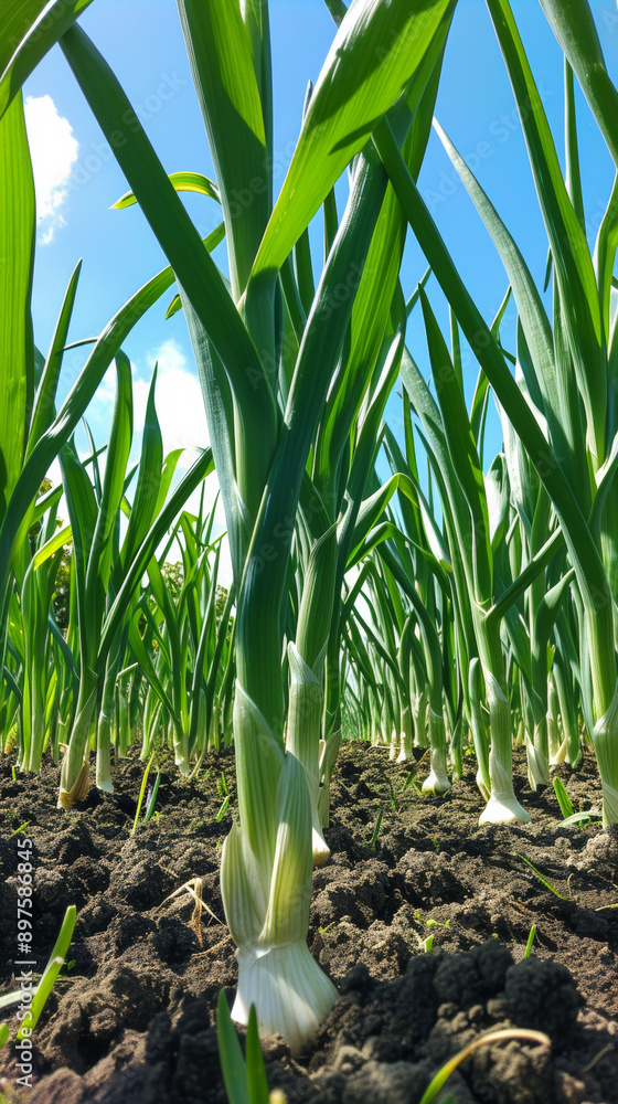 Obraz premium Leek plants growing in a field under
