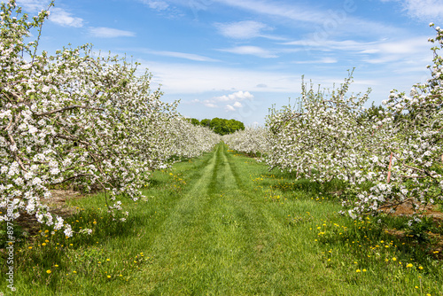 Blossoming Apple tree orchard in May full of white blossoming flowers.