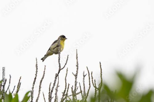 Lesser Goldfinch clinging tightly to wildflower perch in the canyon while remaining alert to danger photo