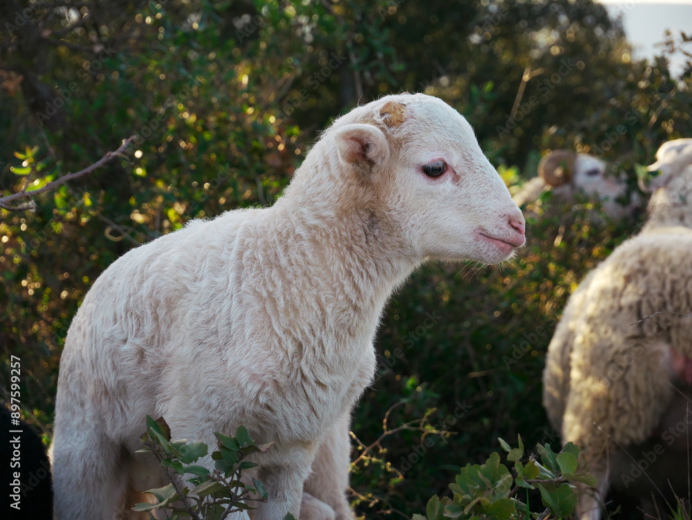 Adorable lamb looking aside on background of a flock Adorable lamb looking aside on background of a flock