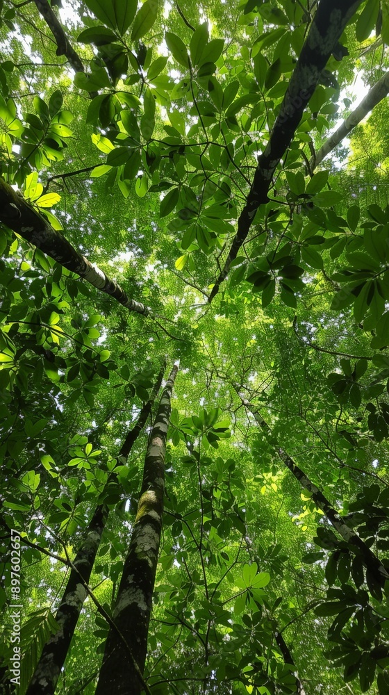 Fototapeta premium Looking Up Through Dense Foliage In A Lush Forest