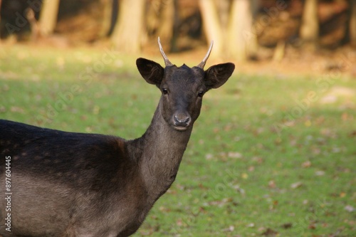 Fallow deer in a forest clearing photo