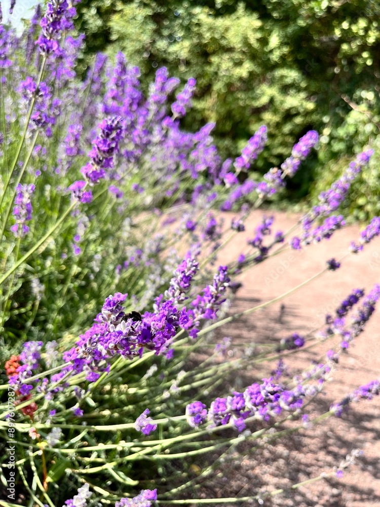 Obraz premium Blooming lavender or Lavandula angustifolia with delicate purple fragrant inflorescences on long stems in a summer garden on a sunny day. Floral wallpaper