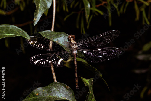 Dragonfly resting on a leaf at night