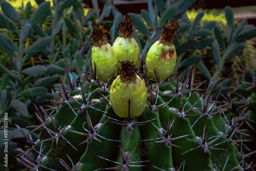 Cactus with tiny yellow buds on top