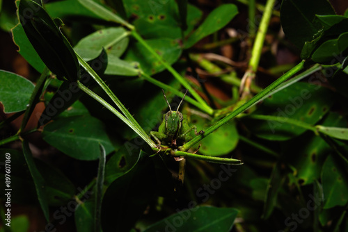 Grasshopper on a branch surrounded by leaves