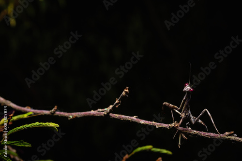 Praying mantis on a branch.