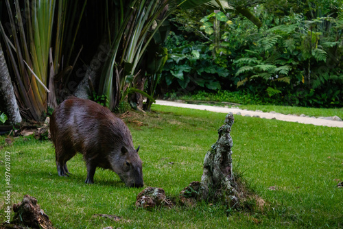 Capybara grazing on grass