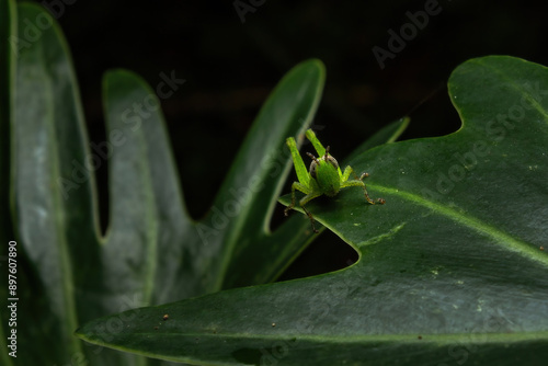 Grasshopper on a leaf