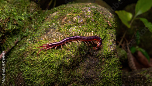 Centipede on a mossy rock in the forest.