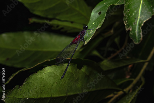 Damselfly perched on a green leaf at night.