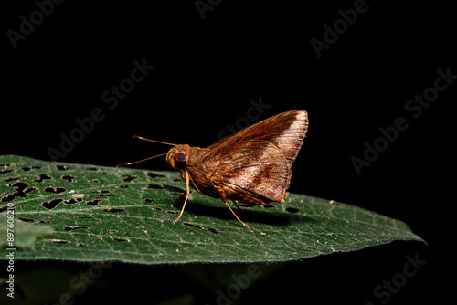 Brown skipper butterfly on a green leaf.